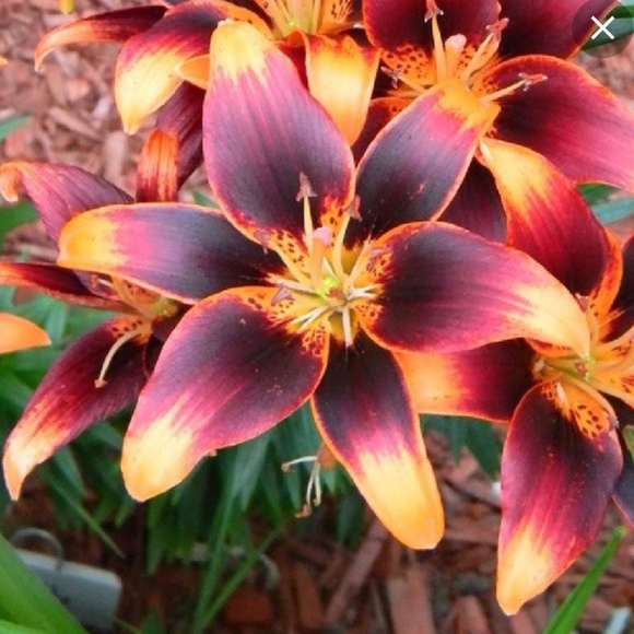 Meet your Posher, Andrea - Picture 1 of 1